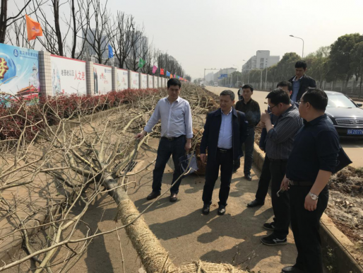 区党政办一行前来检查军运会配套绿化项目