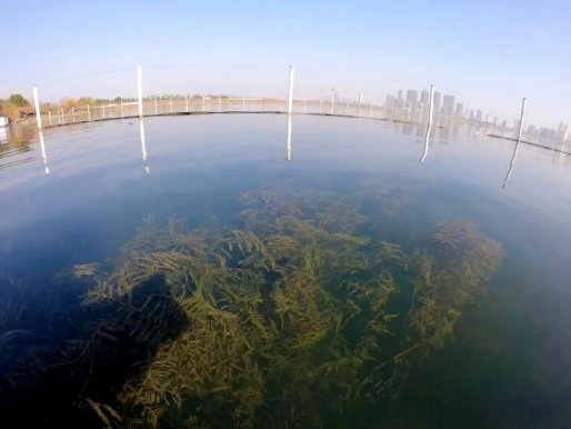 三角湖水环境综合整治工程顺利进行竣工验收